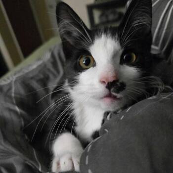 Teddy Bear -  Domestic Short Hair Cat for Adoption in Denver, Colorado - Teddy Bear | PetCurious