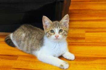Ashley -  Domestic Short Hair Cat for Adoption in Urbana, Ohio - Ashley | PetCurious