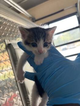 Rescue Domestic Short Hair Cats for Adoption in Douglasville, Georgia - Anubis | PetCurious