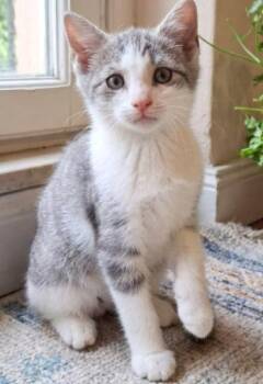 Ragna -  American Shorthair Cat for Adoption in Union City, New Jersey - Ragna | PetCurious