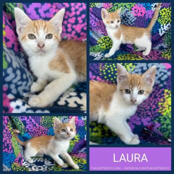 Laura -  Domestic Short Hair Cat for Adoption in Corpus Christi, Texas - Laura | PetCurious