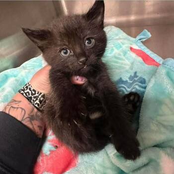 Gigachad -  Domestic Short Hair Cat Available for Adoption in Madison, Wisconsin - Gigachad | PetCurious