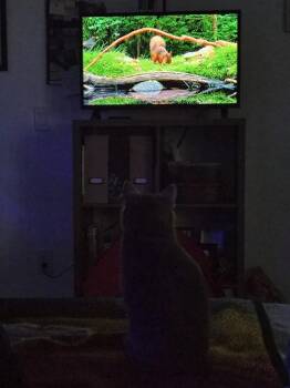 Domestic Short Hair Cats Available for Adoption - Princess | PetCurious