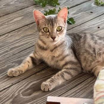 Ghost -  Domestic Short Hair Cat for Adoption in San Antonio, Texas - Ghost | PetCurious