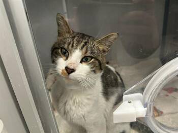 Rescue Domestic Short Hair Cats for Adoption in Boston, Massachusetts - BRUCE | PetCurious