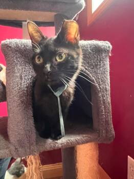 Domestic Short Hair Cats Available for Adoption in Gorham, Maine - Loula | PetCurious