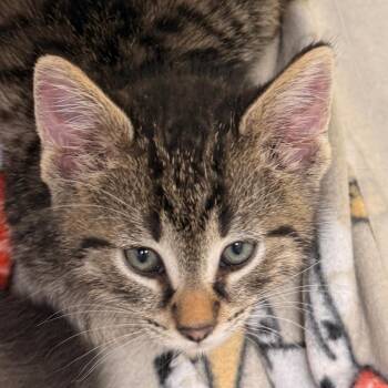 Domestic Short Hair Cats Available for Adoption in Evansville, Indiana - Cameron | PetCurious