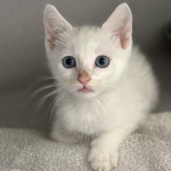 -Simone -  Domestic Medium Hair Cat for Adoption in Red Bluff, California - -Simone | PetCurious