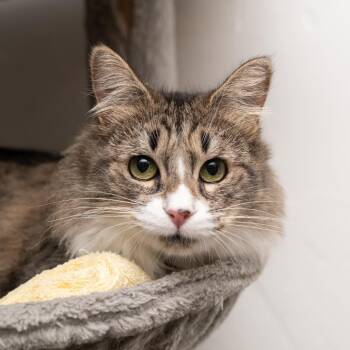 Domestic Medium Hair Cats Available for Adoption in Los Angeles, California - Starlight | PetCurious