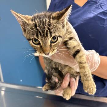 Soulja Boy -  Domestic Short Hair Cat for Adoption in Newark, New Jersey - Soulja Boy | PetCurious