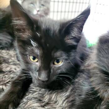 Garnet (black) -  Domestic Medium Hair Cat Available for Adoption in Belfair, Washington - Garnet (black) | PetCurious