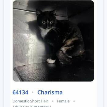 Domestic Short Hair Cats Available for Adoption in South Riding, Virginia - Charisma | PetCurious