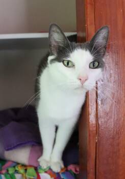 Domestic Short Hair Cats Available for Adoption - Cliffton | PetCurious