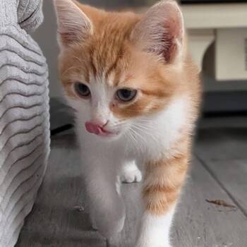 Domestic Short Hair Cats Available for Adoption in Fredericksburg, Virginia - Dragon Slayer | PetCurious