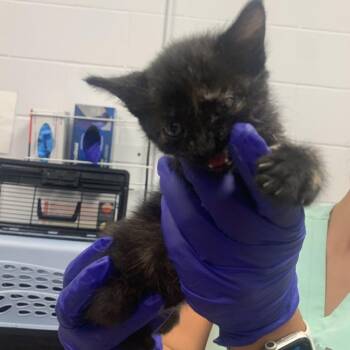 Domestic Short Hair Cats Available for Adoption in West Palm Beach, Florida - Gin | PetCurious
