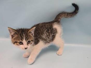 Mouse -  Domestic Short Hair Cat for Adoption in Minneapolis, Minnesota - Mouse | PetCurious