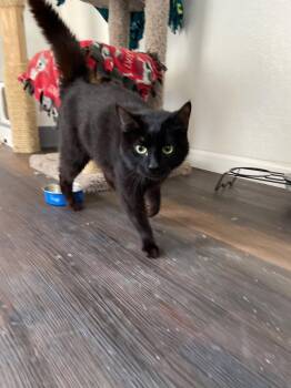 Balenciaga -  Domestic Short Hair Cat for Adoption in Island Lake, Illinois - Balenciaga | PetCurious