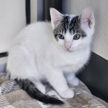 Big League -  Domestic Short Hair Cat for Adoption in Las Cruces, New Mexico - Big League | PetCurious