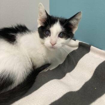 Fiona -  Domestic Short Hair Cat for Adoption in Janesville, Wisconsin - Fiona | PetCurious
