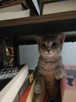 Shirley -  Domestic Short Hair Cat for Adoption in Columbus, Ohio - Shirley | PetCurious
