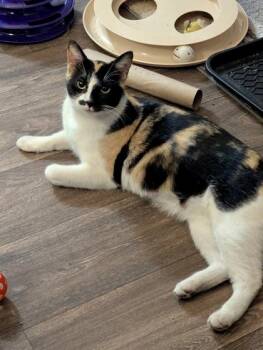 Domestic Short Hair Cats Available for Adoption - Stache (pre Adopt) | PetCurious