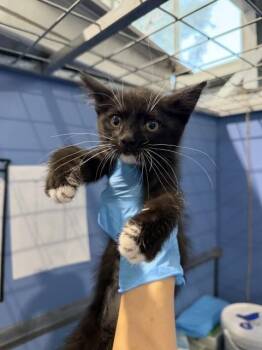 SHANE -  Domestic Short Hair Cat for Adoption in San Bernardino, California - SHANE | PetCurious