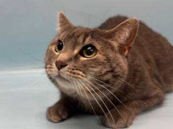 Smokey -  Domestic Long Hair and Domestic Short Hair Cat for Adoption in Golden Valley, Minnesota - Smokey | PetCurious