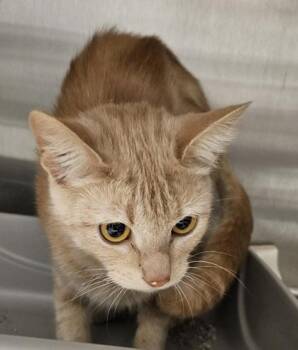 Hyacinth -  Domestic Short Hair Cat for Adoption in Lafayette, Indiana - Hyacinth | PetCurious