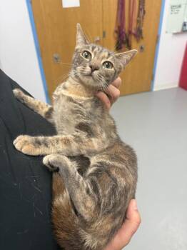 Emily -  Domestic Short Hair Cat for Adoption in Hartsville, South Carolina - Emily | PetCurious