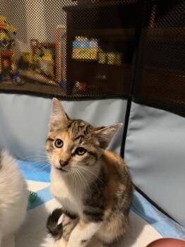 Brachiosaurus -  Domestic Short Hair Cat for Adoption - Brachiosaurus | PetCurious