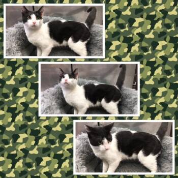 JOE -  Domestic Short Hair Cat for Adoption in Buckhannon, West Virginia - JOE | PetCurious
