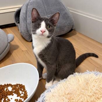 Levi -  Domestic Short Hair Cat for Adoption in Mastic, New York - Levi | PetCurious
