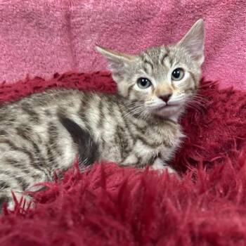 Domestic Short Hair Cats Available for Adoption in Hawthorne, California - Chai | PetCurious