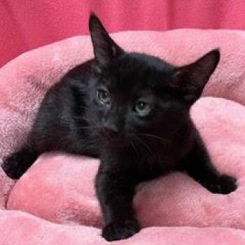 Rigatoni -  Domestic Short Hair Cat for Adoption in Green Valley, Arizona - Rigatoni | PetCurious