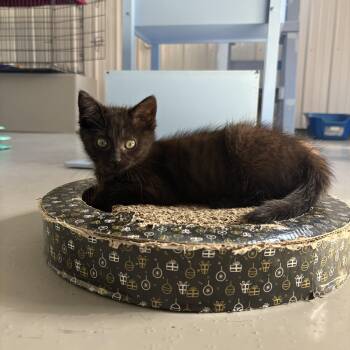 Harpy -  American Shorthair Cat for Adoption in Big Rapids, Michigan - Harpy | PetCurious