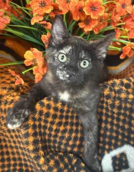 4/14/26 Hannah -  Domestic Short Hair Cat Available for Adoption in Stillwater, Oklahoma - 4/14/26 Hannah | PetCurious