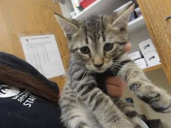 MACHA -  Domestic Short Hair Cat for Adoption in Santa Rosa, California - MACHA | PetCurious