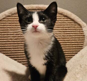 Rescue Domestic Short Hair Cats for Adoption in Washburn, Wisconsin - Marianne | PetCurious