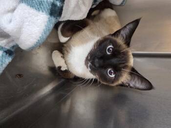 Siamese Cats Available for Adoption in Merrillville, Indiana - Azure | PetCurious