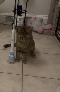 Dixie -  Domestic Short Hair Cat for Adoption in Duxbury, Massachusetts - Dixie | PetCurious