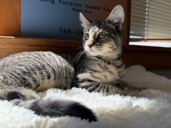 Domestic Short Hair Cats Available for Adoption - Kirby  | PetCurious