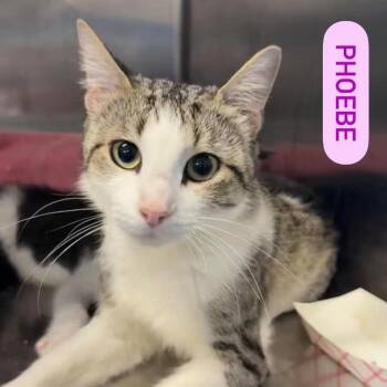 PHOEBE -  Domestic Short Hair Cat for Adoption in Pegram, Tennessee - PHOEBE | PetCurious
