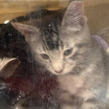 Won -  Domestic Short Hair Cat for Adoption in Philadelphia, Pennsylvania - Won | PetCurious