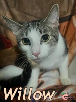 Rescue Domestic Short Hair Cats for Adoption in Douglasville, Georgia - Willow | PetCurious