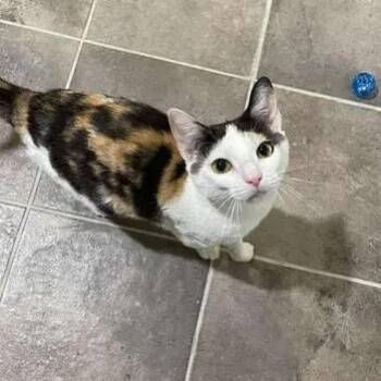 Domestic Short Hair Cats Available for Adoption in Winthrop, Maine - Fran | PetCurious