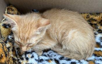 Crush -  Tabby Cat for Adoption in Beckley, West Virginia - Crush | PetCurious
