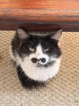 Snickers -  Domestic Long Hair Cat for Adoption in Burnaby, British Columbia - Snickers | PetCurious