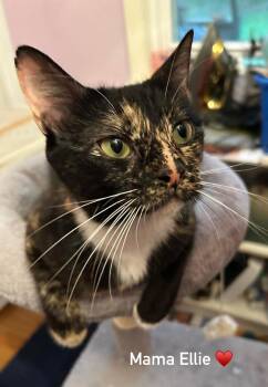 Rescue Domestic Short Hair Cats for Adoption in Manchester, Connecticut - Ellie | PetCurious