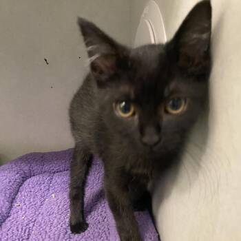 Other Mother -  Domestic Short Hair Cat for Adoption in Dayton, Ohio - Other Mother | PetCurious