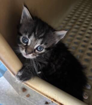Domestic Medium Hair Cats Available for Adoption in Greenville, North Carolina - Jasmine | PetCurious
